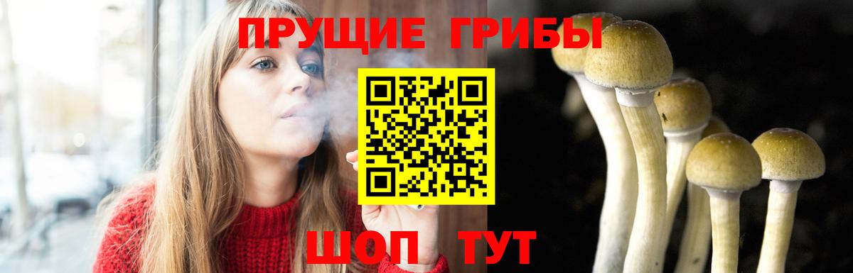 Электросталь  Галлюциногенные грибы Psilocybine cubensis  Вход с VPN 